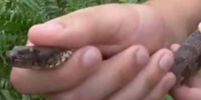 Macon snake